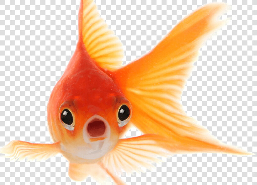 Goldfish Png Photo   Goldfish Has A Memory Span Of Three Seconds  Transparent PngTransparent PNG