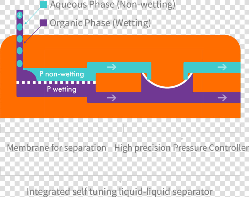 Transparent Line Separator Png   Liquid Liquid Membrane Separation  Png DownloadTransparent PNG