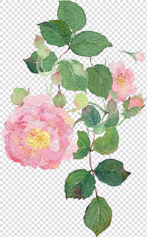 Garden Roses Watercolour Flowers Dog rose Watercolor  HD Png DownloadTransparent PNG
