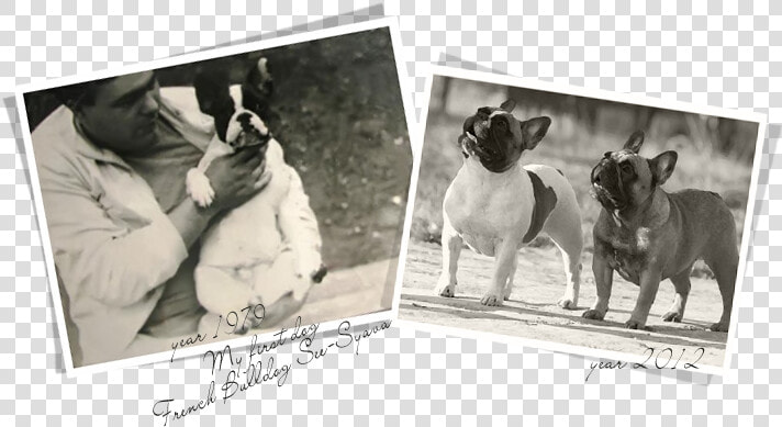 Photograph  HD Png DownloadTransparent PNG