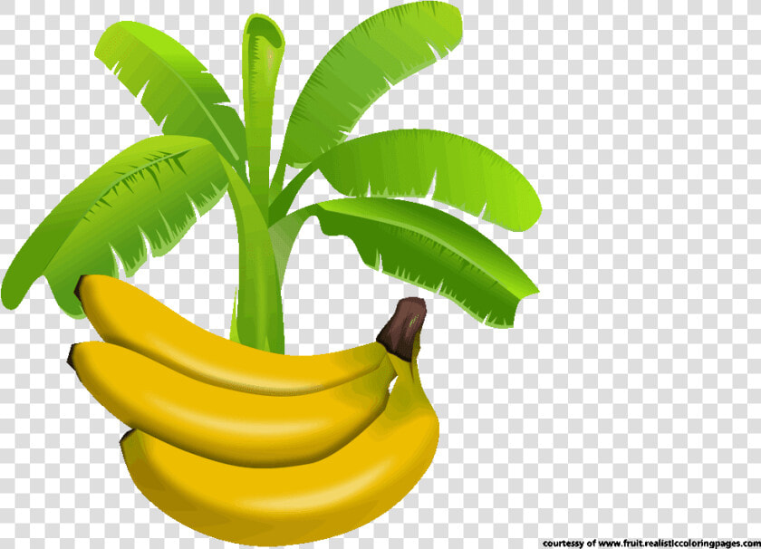 Leaves Vector Banana Tree   Banana Leaf Logo Png  Transparent PngTransparent PNG
