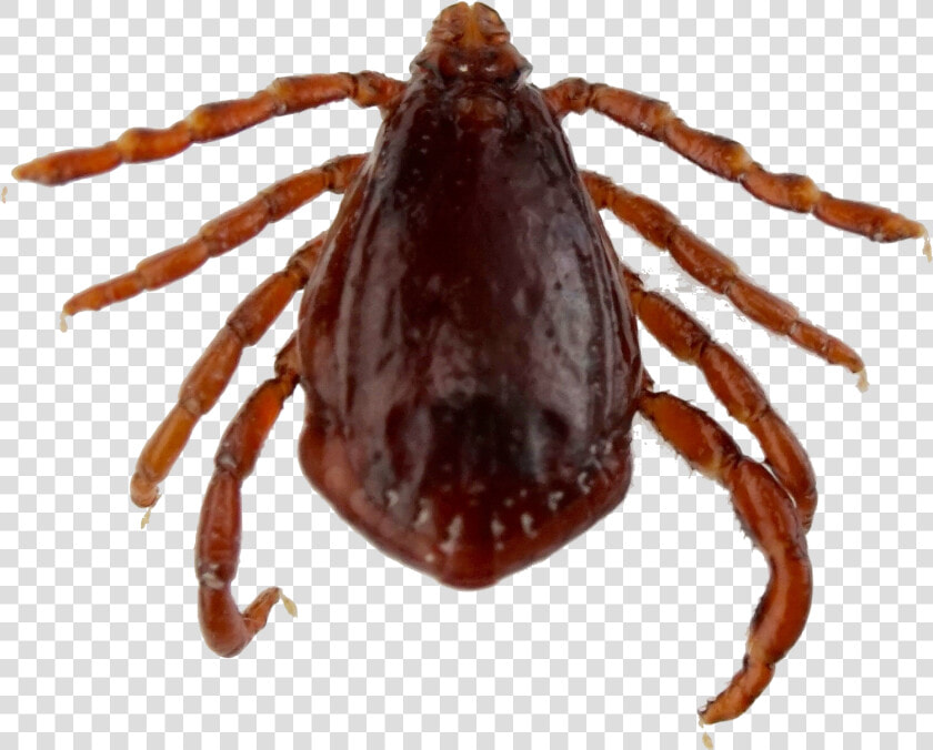 Testimonial   Araneus  HD Png DownloadTransparent PNG
