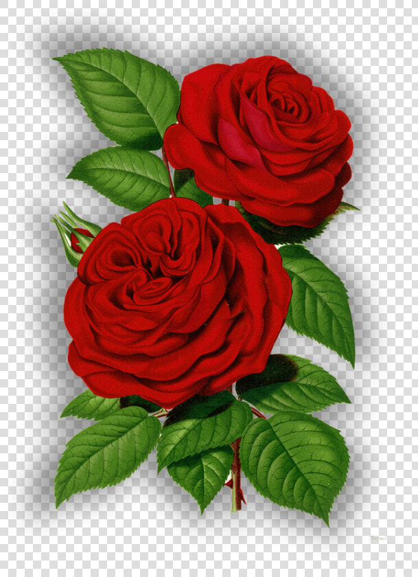 798 X 1020   Good Morning Share Chat  HD Png DownloadTransparent PNG