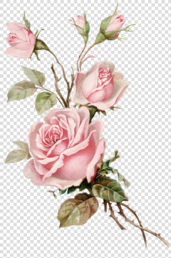  roses  flowers  flores  rosas  aesthetic  vintage   Pink Roses Transparent Background  HD Png DownloadTransparent PNG