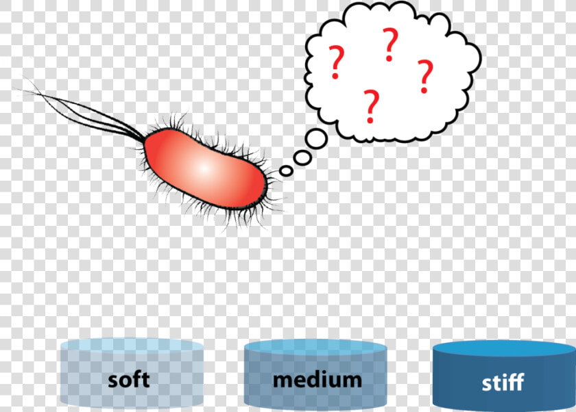 Rigidity Sensing In Bacteria  HD Png DownloadTransparent PNG