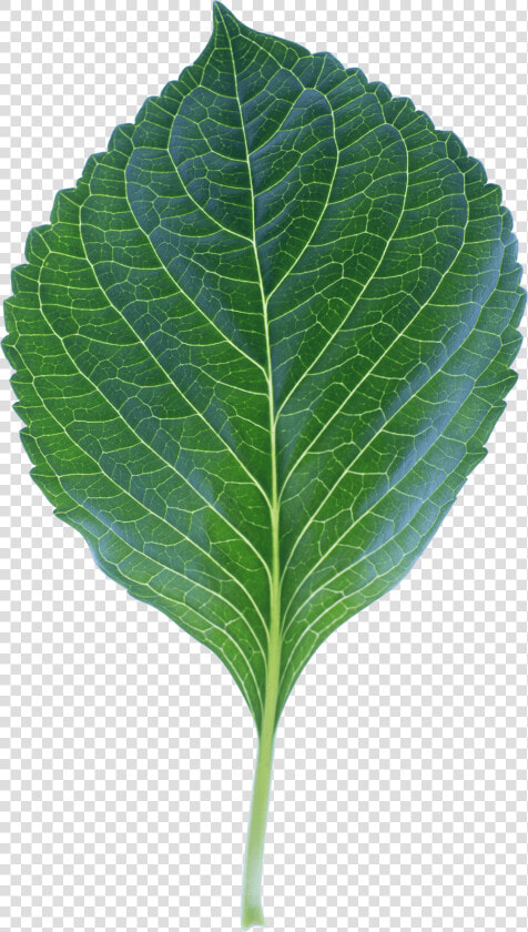 High Quality Leaf Photo Transparent Png Image   Leaf  Png DownloadTransparent PNG