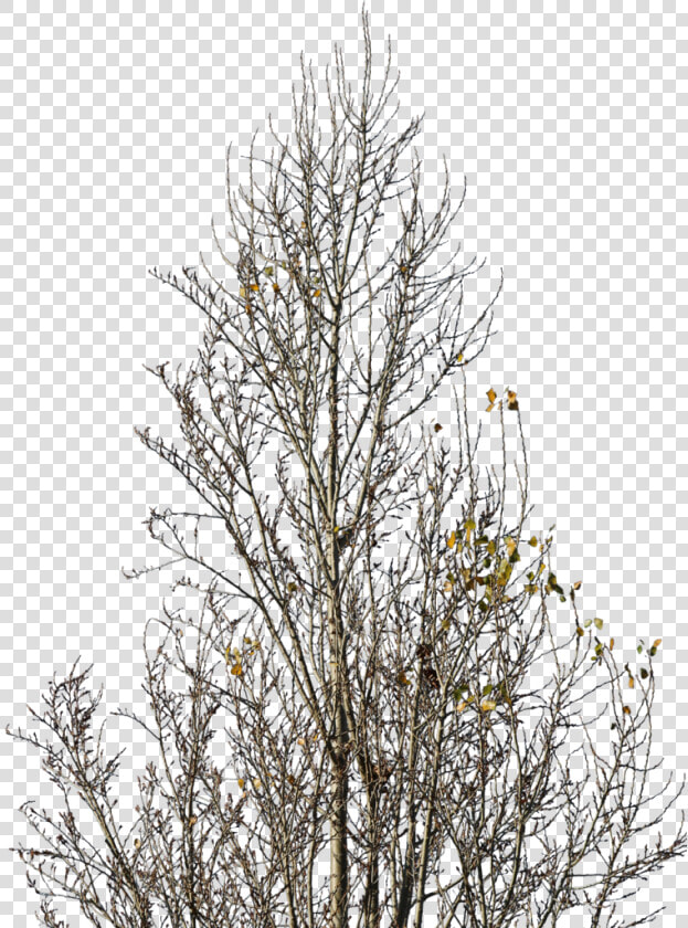 Betula Nigra Winter Png  Transparent PngTransparent PNG