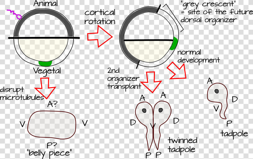 Page2pt1vector   Cortical Rotation  HD Png DownloadTransparent PNG