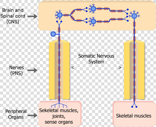 3 Types Of Neurons   Somatic Nervous System Neuron  HD Png DownloadTransparent PNG
