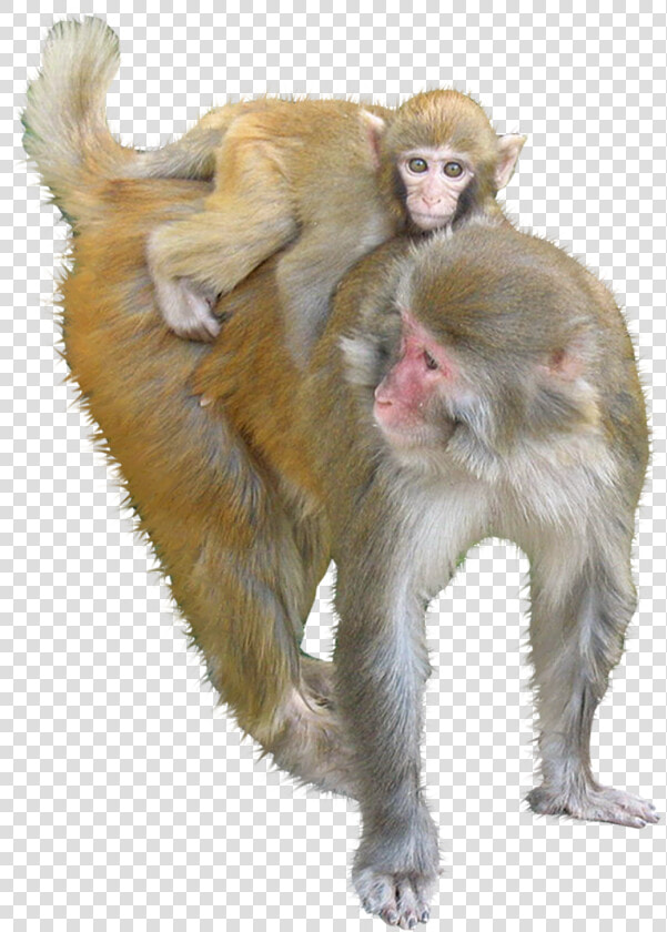 Macaque Ape Monkey   Monkey  HD Png DownloadTransparent PNG