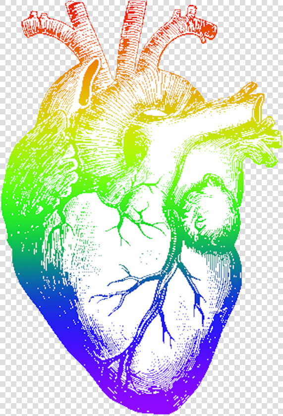 Rainbow Heart Png   Human Heart Pencil Drawing  Transparent PngTransparent PNG