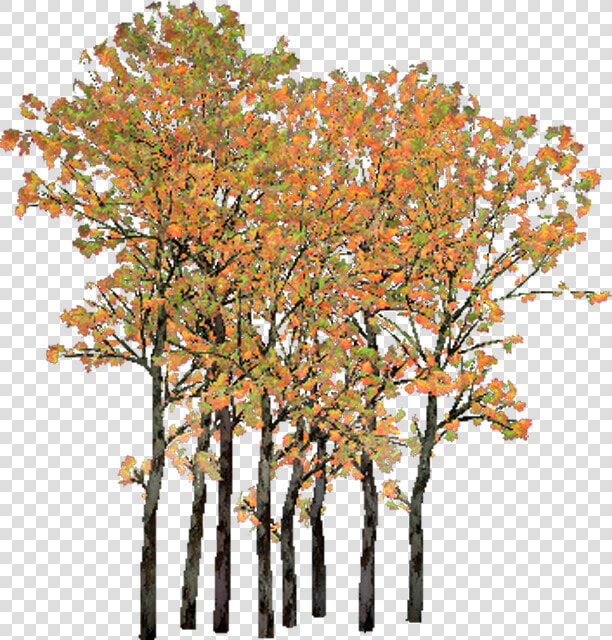 Cluster Png   Png Download   Grove  Transparent PngTransparent PNG