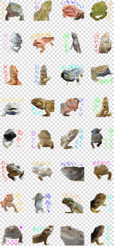 Bearded Dragon buchou   Fish  HD Png DownloadTransparent PNG