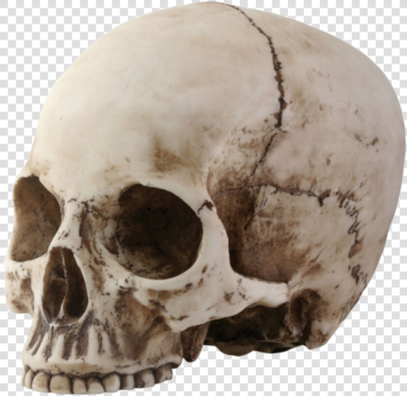 Skull Png Image   Skull With No Jaw  Transparent PngTransparent PNG