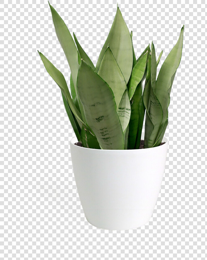 Transparent Moonshine Png   Flowerpot  Png DownloadTransparent PNG