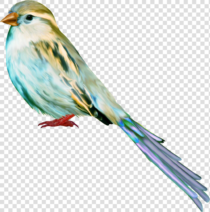 Tube  Birds  Los Tipitos  Art  Craft Art  Kunst  Bird    سكرابز عصافير  HD Png DownloadTransparent PNG