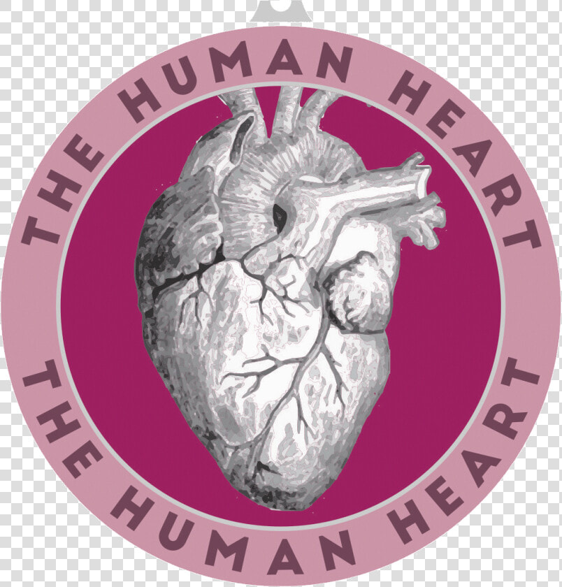 They Are Part Of Our Circulatory System And They Are   Human Heart  HD Png DownloadTransparent PNG