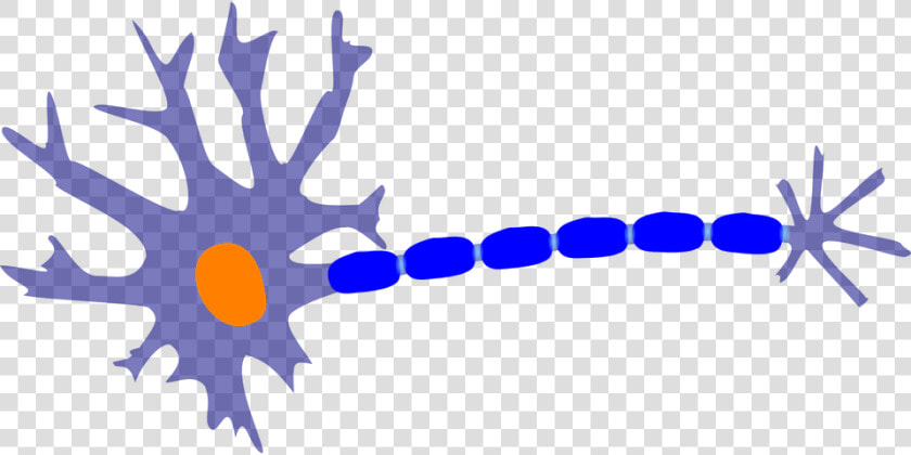 Sensory Neuron Clipart  HD Png DownloadTransparent PNG