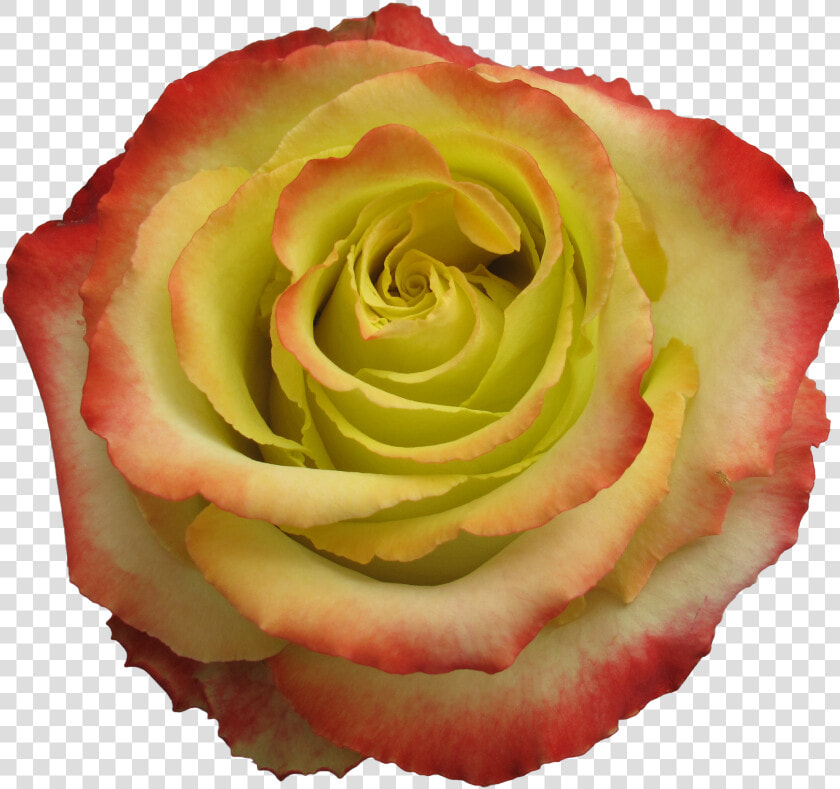 Zazu Rose  HD Png DownloadTransparent PNG