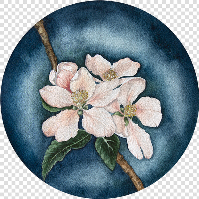 Apple Blossom In The Evening Sun   Mayflower  HD Png DownloadTransparent PNG