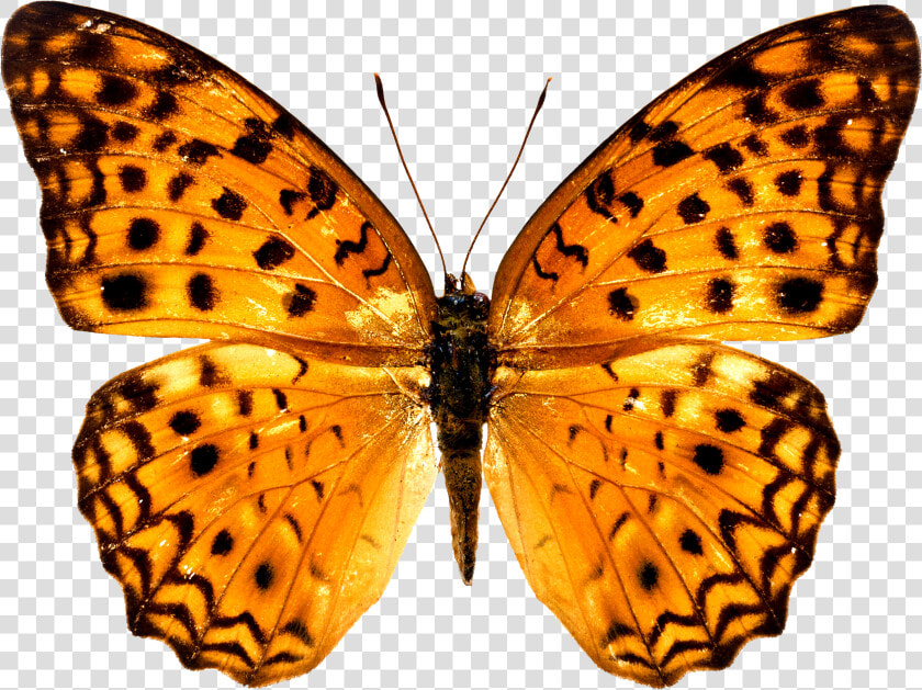 Colorful Butterfly Wallpapers Free Download Ultra Hd   Butterfly Free Png  Transparent PngTransparent PNG