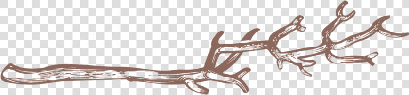 Twigs 10   Rein  HD Png DownloadTransparent PNG
