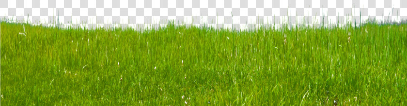 Grass Clipart Free Clip Art Images   Paddy Field  HD Png DownloadTransparent PNG