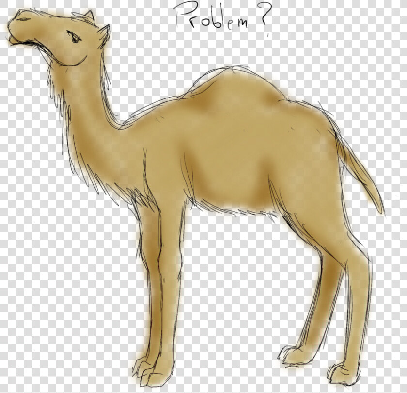 Drawing Camels Sketch   Australian Feral Camel Drawings  HD Png DownloadTransparent PNG