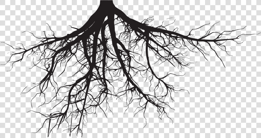 Transparent Helping Others Clipart   Tree Roots Silhouette Png  Png DownloadTransparent PNG