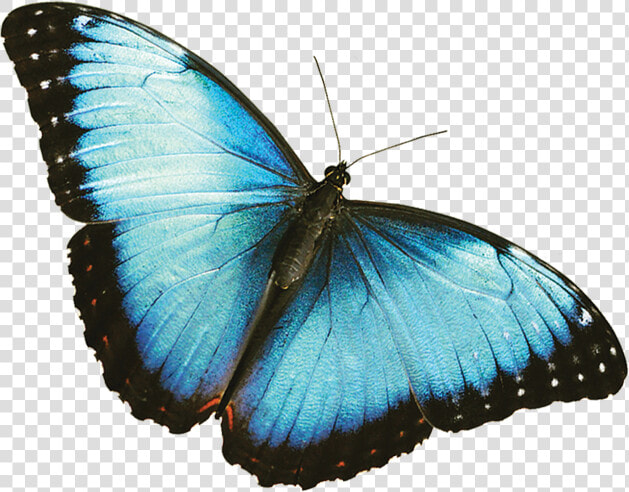 Mariposas Azul Rey Png   Blue Butterfly Transparent Background  Png DownloadTransparent PNG