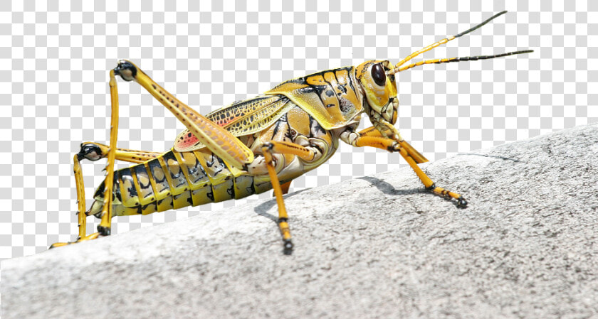 Caelifera  Grasshopper  Romalea Microptera  Insect   Insect Grasshopper  HD Png DownloadTransparent PNG