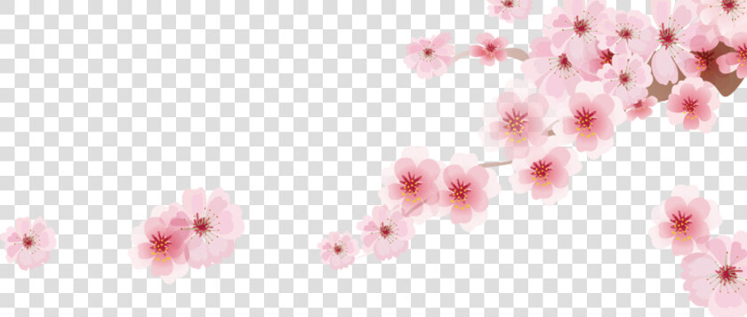 Transparent Cherry Blossom Png   Cherry Blossom Png  Png DownloadTransparent PNG