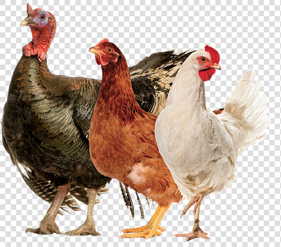 Productanimals Layout Poultry01   Rooster  HD Png DownloadTransparent PNG