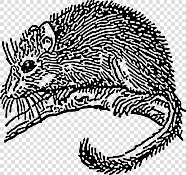 Dormouse Rodent Svg Clip Arts   Dormouse Drawing  HD Png DownloadTransparent PNG