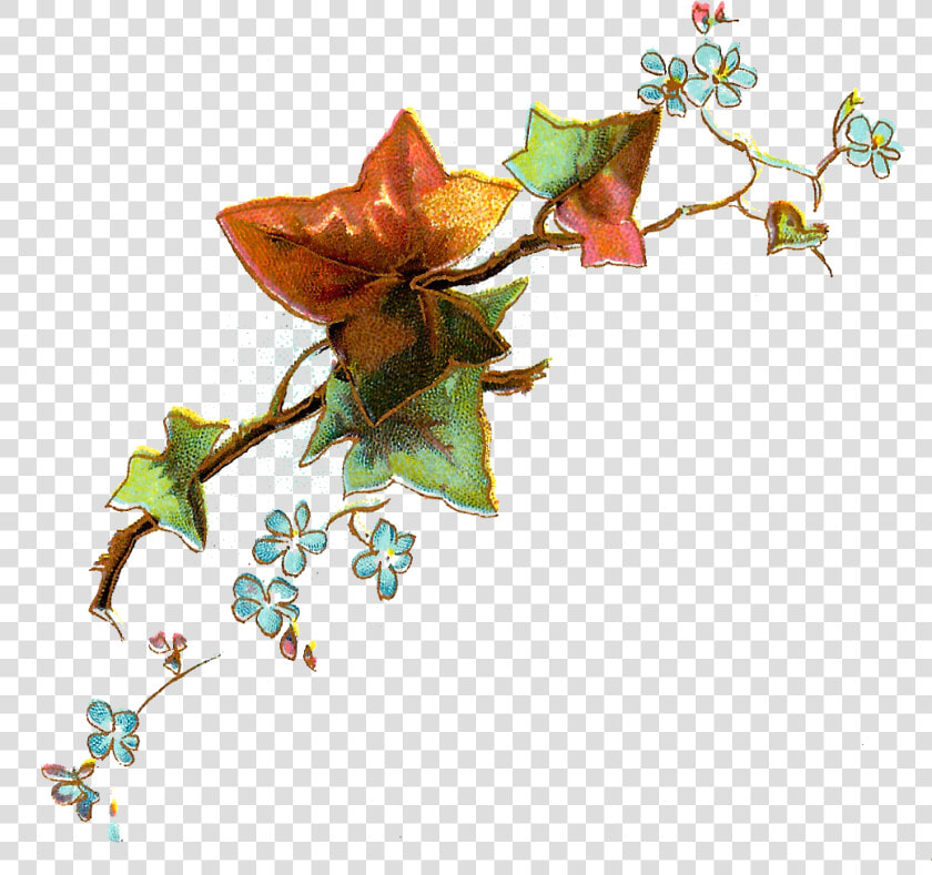 Evergreen Rose  HD Png DownloadTransparent PNG