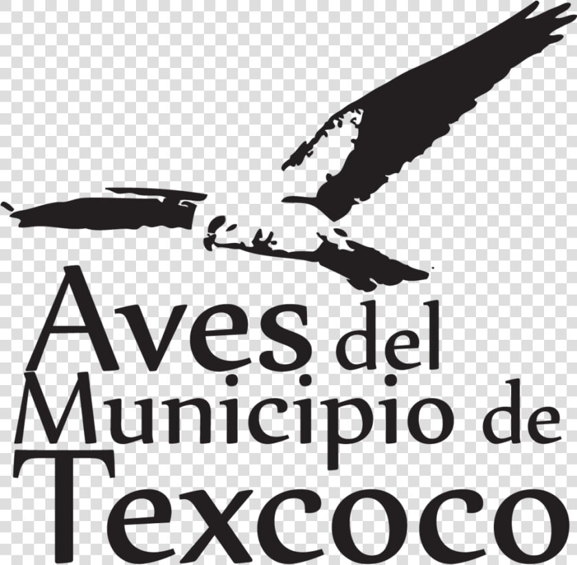 Transparent Pajaros Png   Aves En El Lago De Texcoco  Png DownloadTransparent PNG