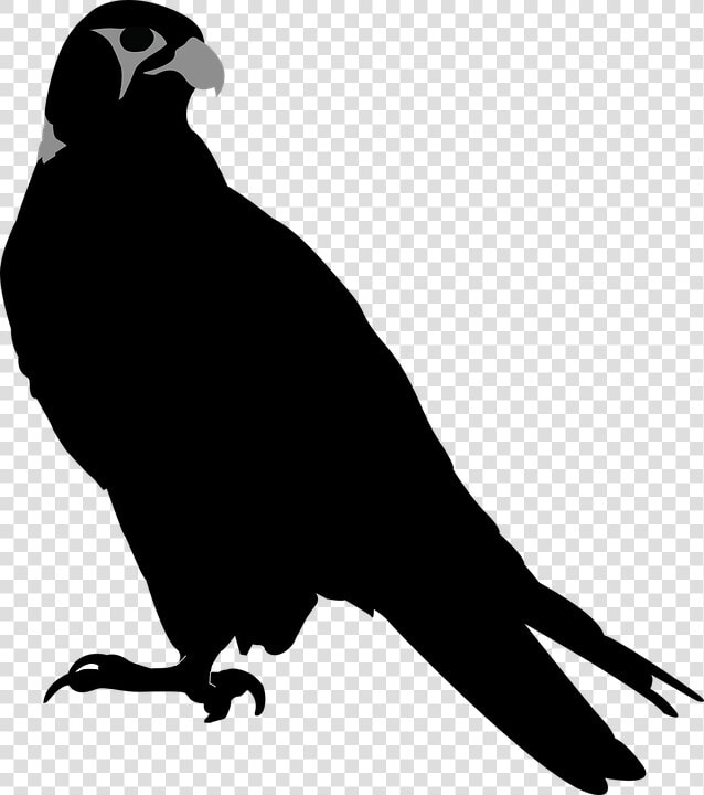 Falcon  Bird  Hawk  Perching  Perch  Stare   Hawk Silhouette  HD Png DownloadTransparent PNG