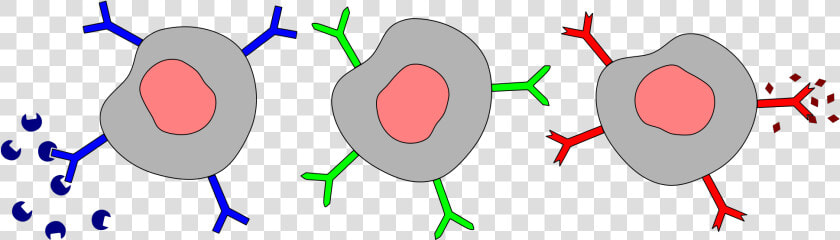 Different B Cells With Antigen Receptors And Antigen   Igm On B Cells  HD Png DownloadTransparent PNG