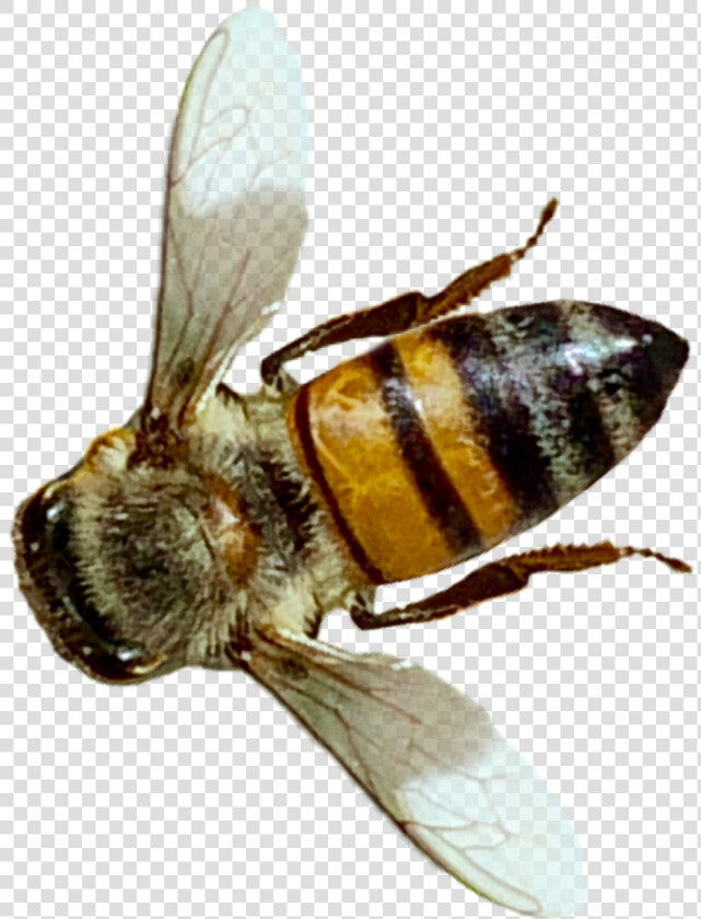  insect  bee  honeybee  nature  realistic Op From The   Net winged Insects  HD Png DownloadTransparent PNG