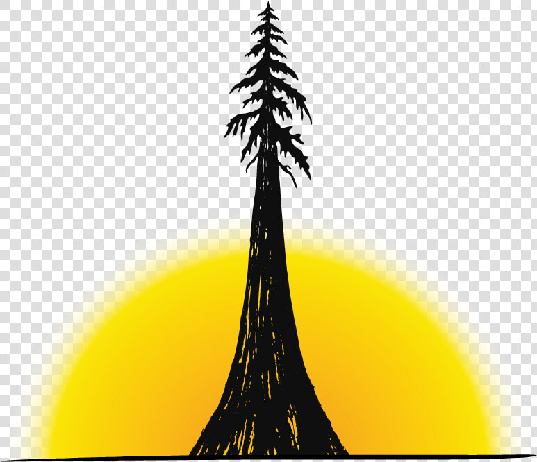 Transparent Tall Pine Tree Silhouette Png   Pine Tree  Png DownloadTransparent PNG