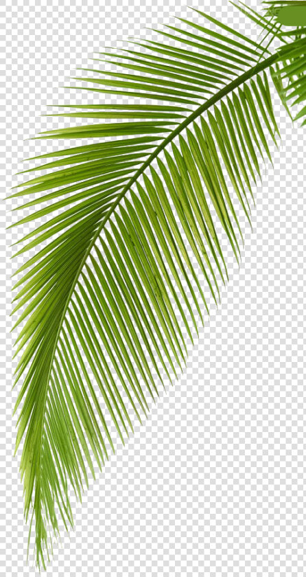 Transparent Leaf Branch Clipart   Transparent Background Coconut Leaf Png  Png DownloadTransparent PNG