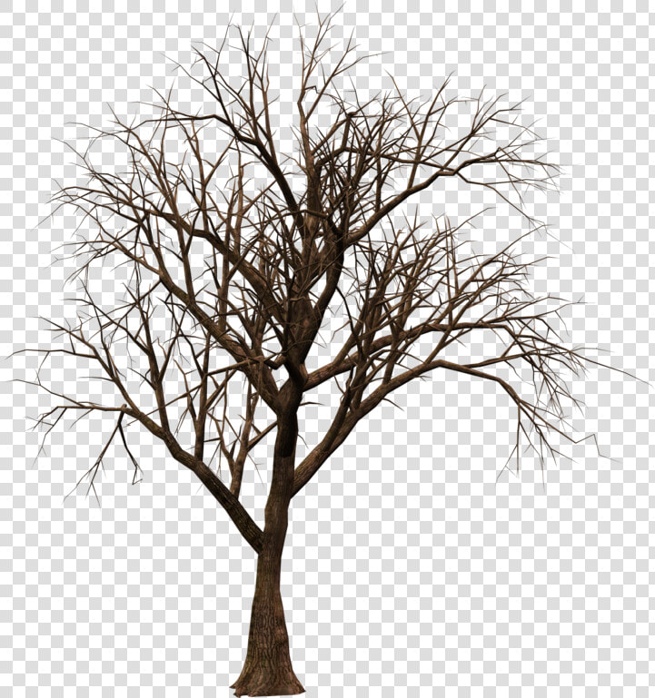 Transparent Forest Clipart Backgrounds   Real Dry Tree Png  Png DownloadTransparent PNG