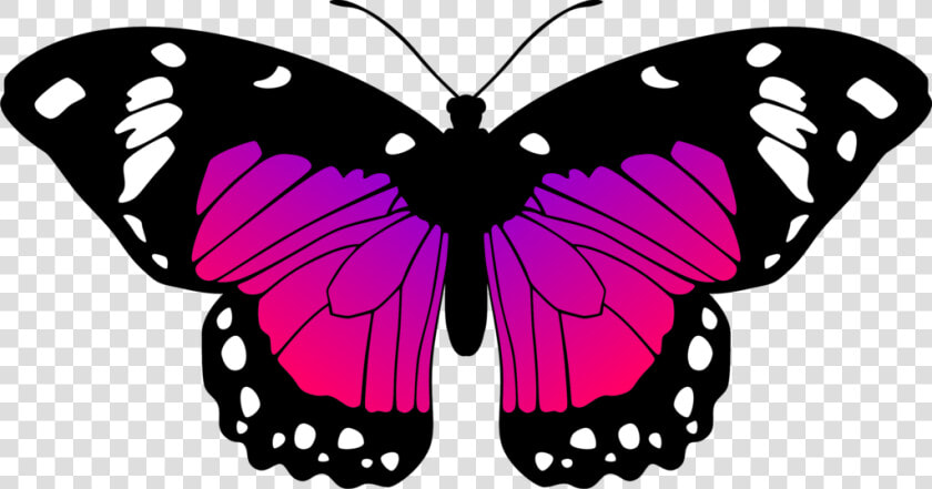 Pink And Purple Butterfly Pictures Pink And Purple   Pink And Purple Butterfly  HD Png DownloadTransparent PNG