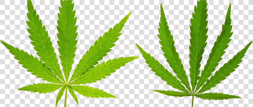 Marijuana Leaf  Hd Png Download   Png Download   Marijuana Leaf  Transparent PngTransparent PNG
