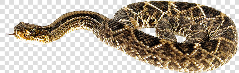 Snake Png Transparent Image   Rattlesnake Png  Png DownloadTransparent PNG