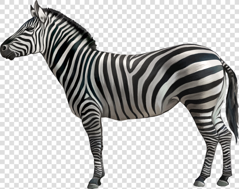 Horse Zebra Clip Art   Zebra With White Background  HD Png DownloadTransparent PNG