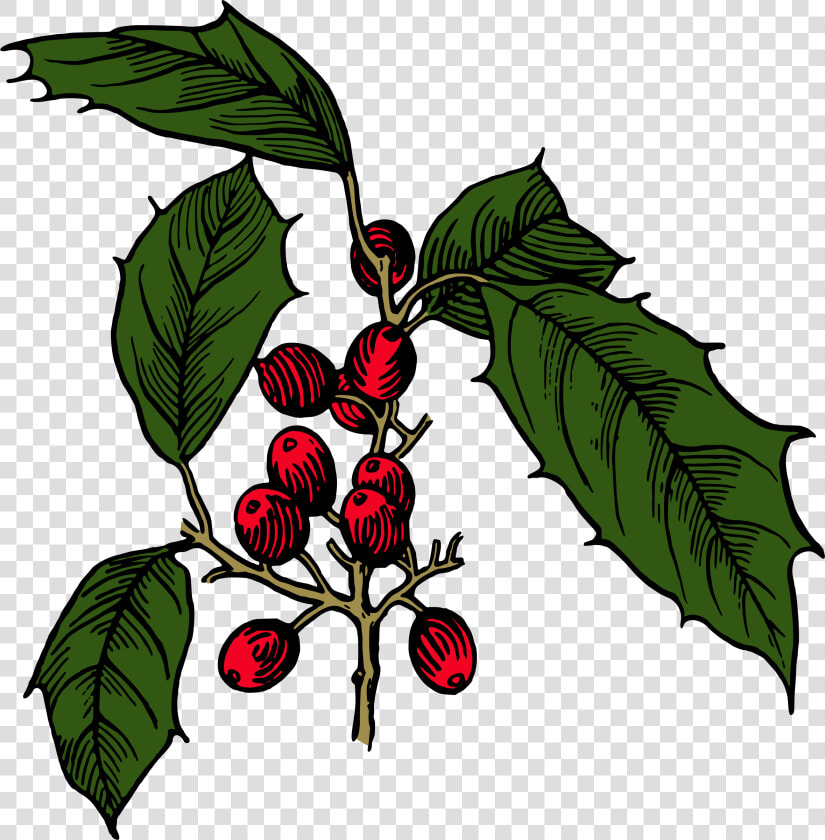 Holly Shrub Branch Evergreen Tree   Illustration  HD Png DownloadTransparent PNG