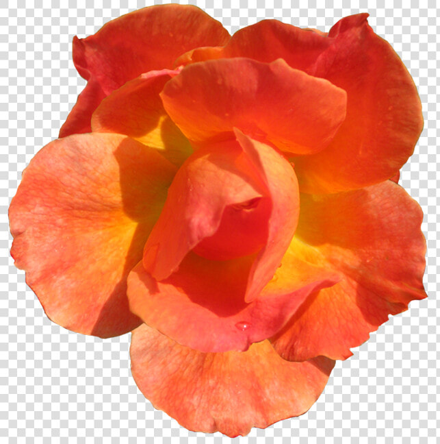 Clipart Flowers Orange   Orange Flower Cut Out  HD Png DownloadTransparent PNG