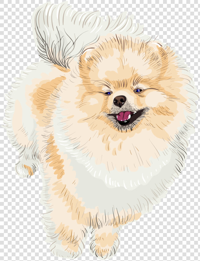 Pomeranian  HD Png DownloadTransparent PNG