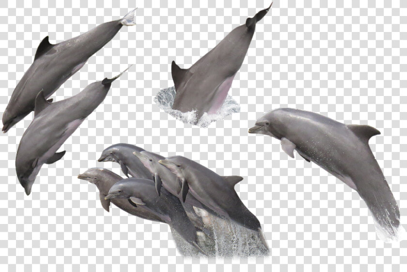 Dolphin Fish Png Images With Transparent Backgrounds   Dolphin Png  Png DownloadTransparent PNG